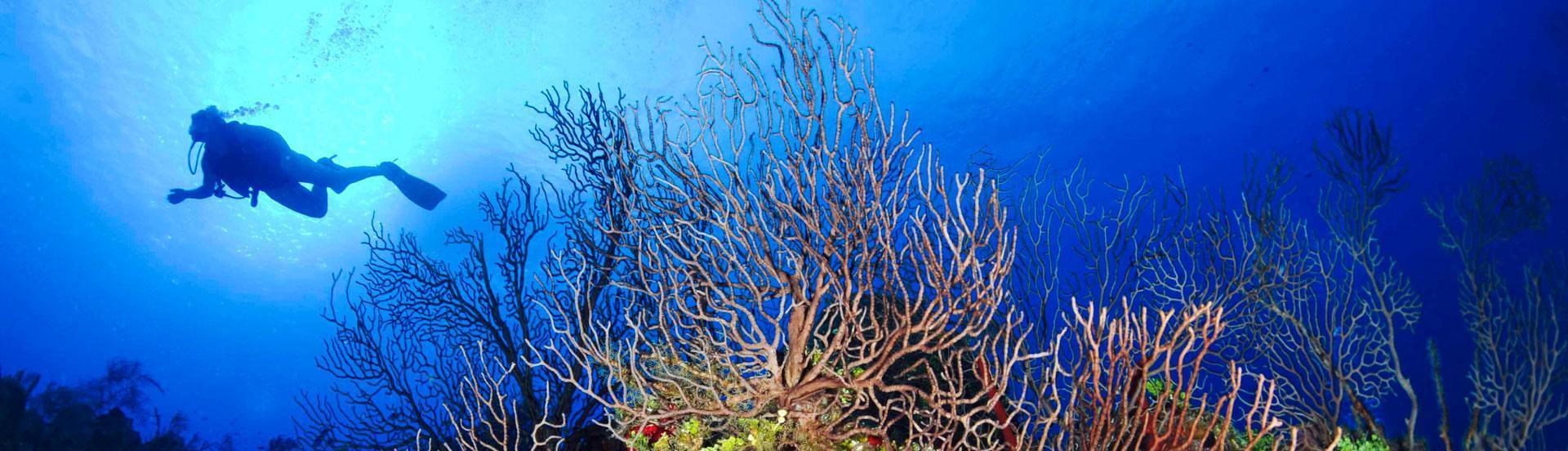 An entire world underwater