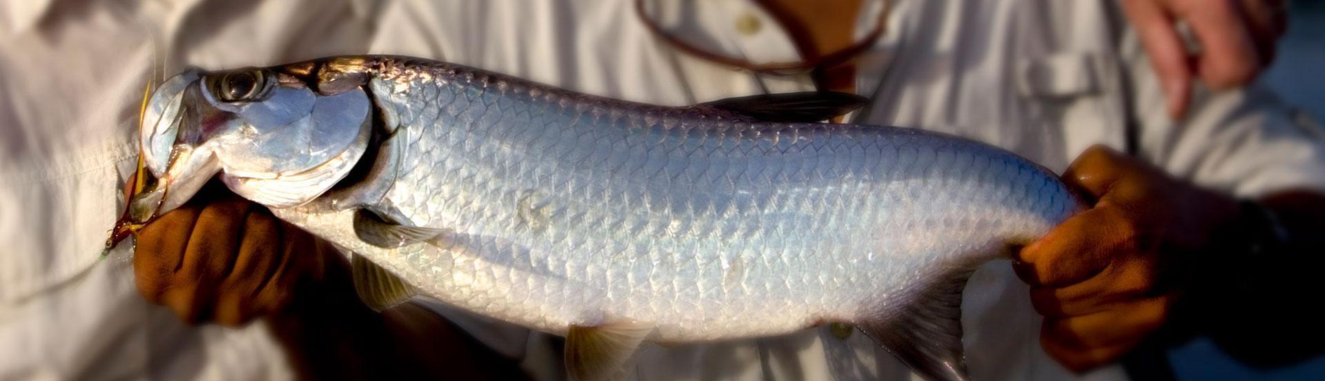 Teach a man to fish...