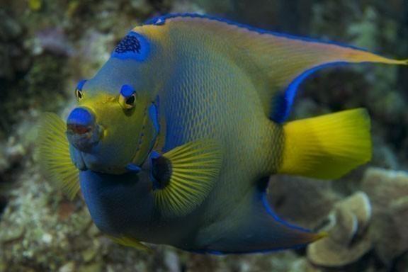 Shore Diving in the Cayman Islands