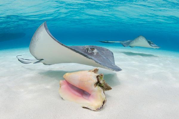 Stingray City Tours