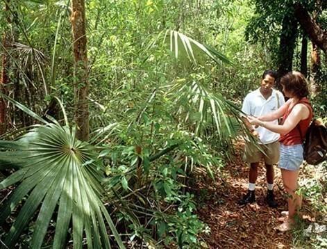 Explore the Mastic Trail and Other Guided Tours