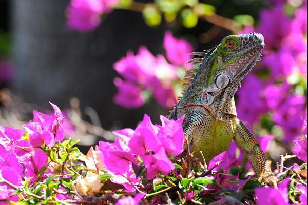 Safety Considerations