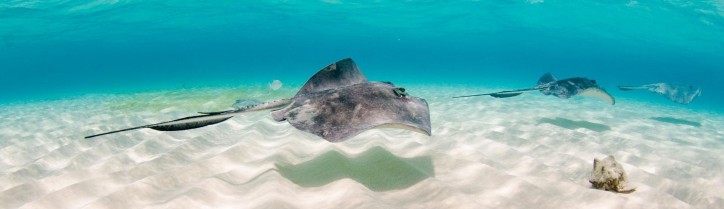 Stingray City Tours