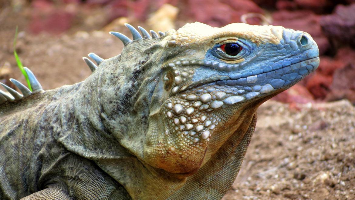 Land and Air Based Actvities