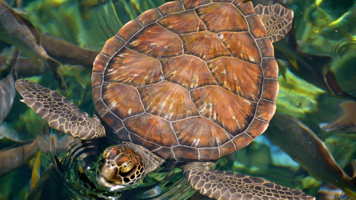 West Bay Driving Tour