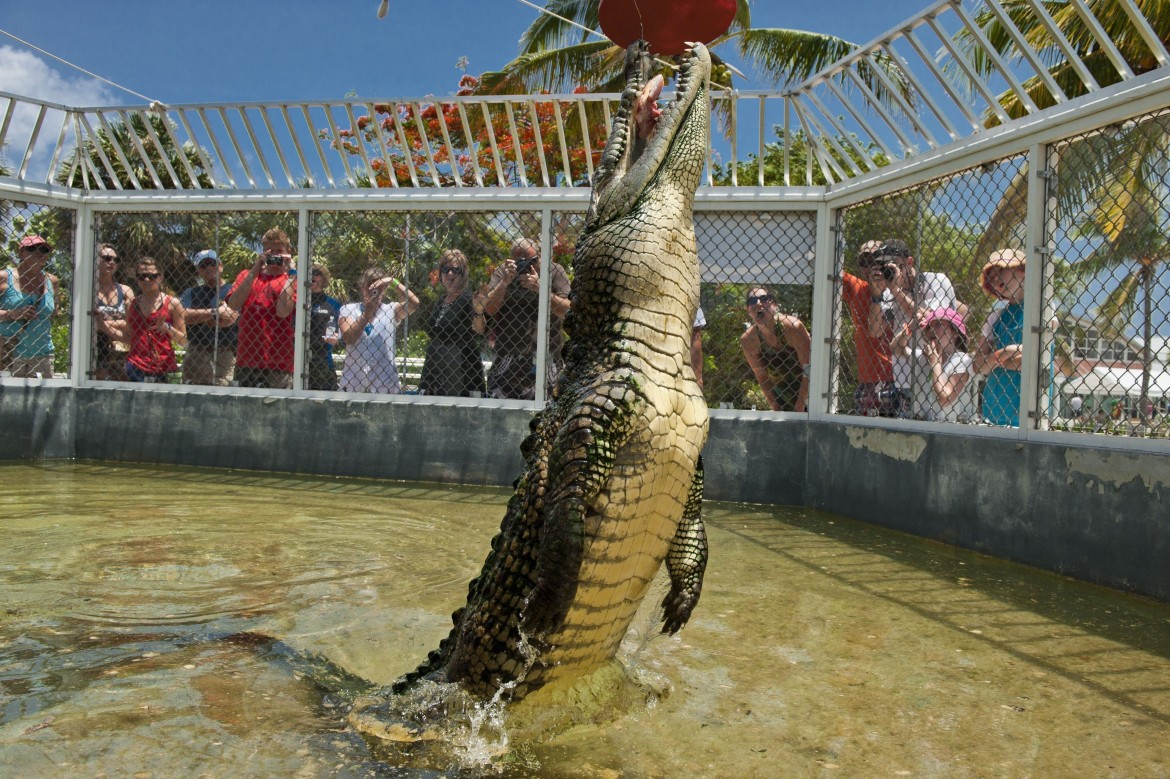Visit Smiley the Croc