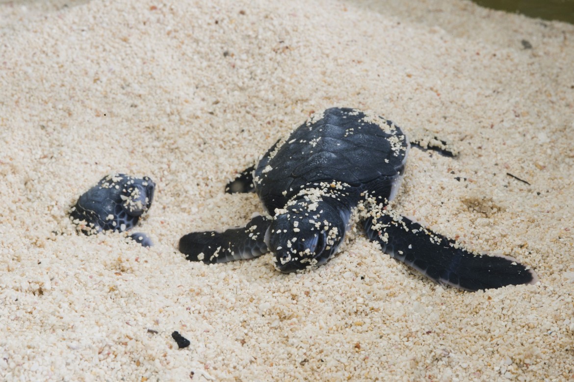 Turtle Hatchling!