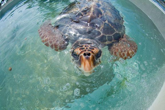 Touch and Feel the Turtles