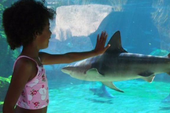 Experience the Shark Tank