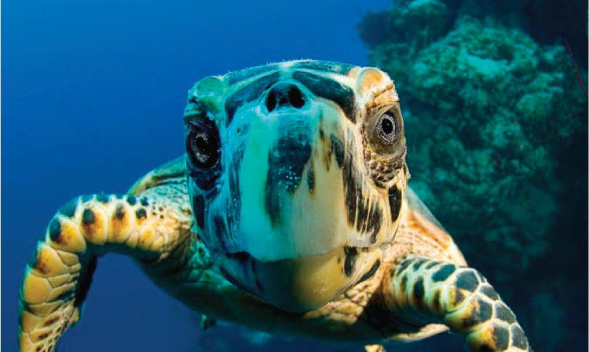 Cathy Church's Photography 