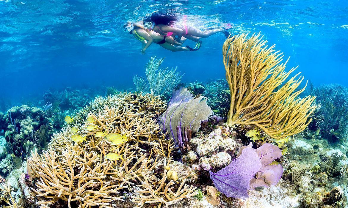 Five Different Snorkel