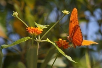 Cayman's Flora and Fauna 