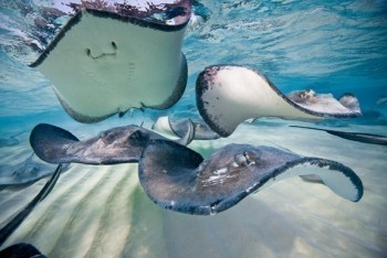 The 10 Best Attractions in Grand Cayman 