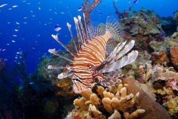 The Lionfish Problem in the Cayman Islands 
