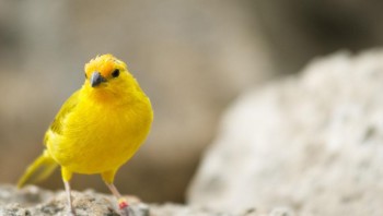 Bird Watching in Cayman 