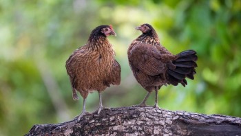 Cayman's Local Animals 