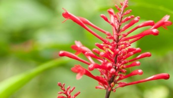 Eastern Districts Driving Tour 