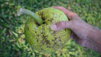 Local Food & Flavours 