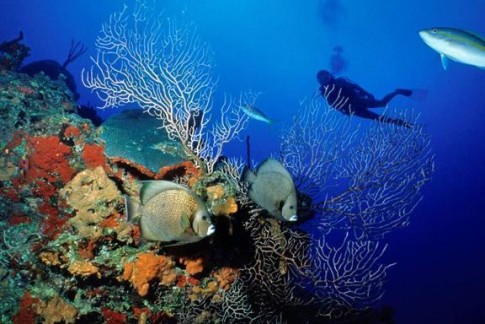 DSD Courses, Snorkelling, Shore & Boat Dives 