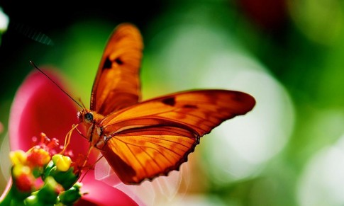 Admission to the Queen Elizabeth II Botanic Park 