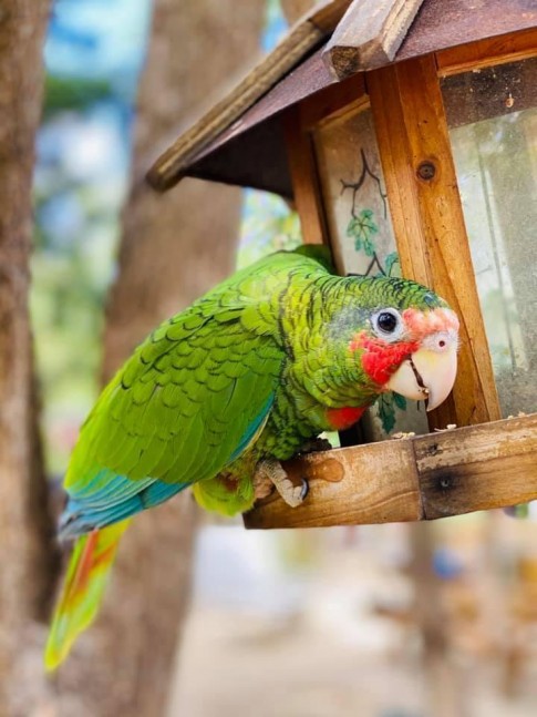 Admission to the Cayman Parrot Sanctuary 