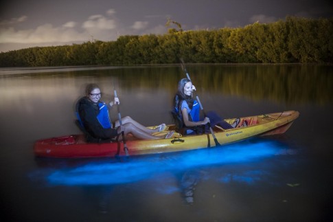 Mangrove Daytime Kayak Tour 